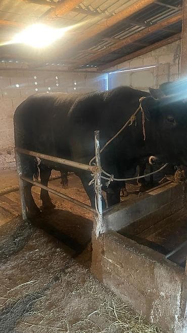 Продаю | Корова (самка), Бык (самец)