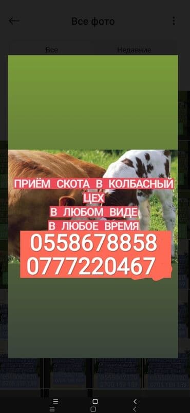 Куплю | Коровы, быки, Лошади, кони, Другие с/х животные | Круглосуточно, Любое состояние, Забитый