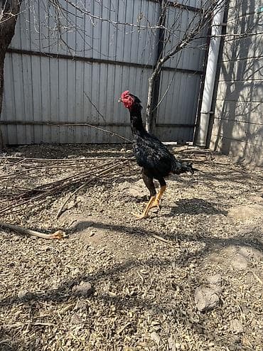 тосмо сетка: Сатам | Короздор | Тебиштирүүчү | Көбөйтүү үчүн, Тебиштирүү үчүн — 5