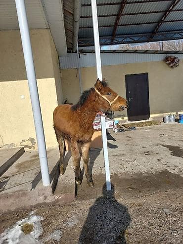 прокат лошади: Продаю | Жеребенок | Для разведения — 10