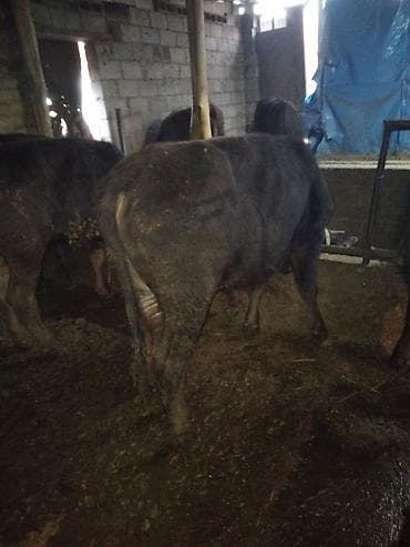 разведение животных: Продаю | Бык (самец) | Полукровка | На откорм — 2