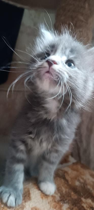 кошк: Мейн-Куны!!!🥰🥰🥰 Продаются Чистокровные,Шикарные котята! Отличная — 5