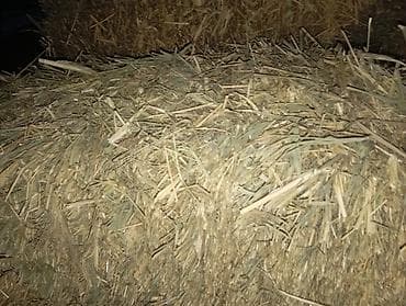 продаю корм: Соломенные тюки разнотравье с камышом .камыш (прямоугольные) тонкие — 2