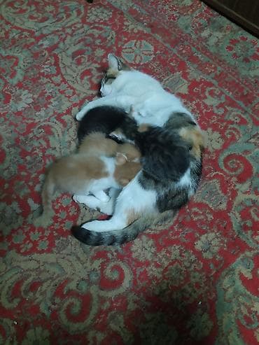 Котята от домашней кошки - Помёт из нескольких котят: окрасы рыжий с