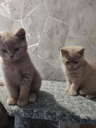абиссинский кот: Британские короткошёрстные котята, окрасы лиловый/кремовый. - Порода — 4
