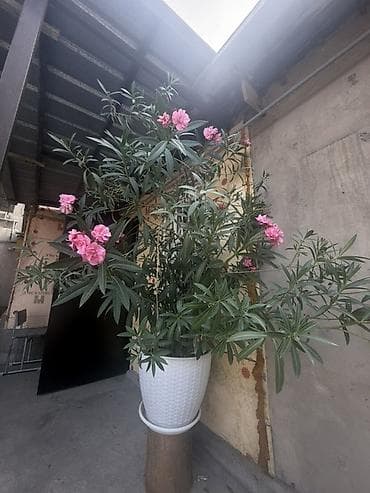 камелия в горшке: Пышный олеандр в крупном кашпо - Вид: Nerium oleander (олеандр) — 1