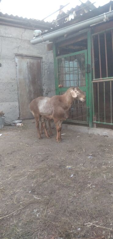 отдам животных в хорошие руки: Продаю | Баран (самец) | На забой — 4