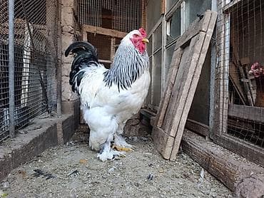 брама куры: Продаю | Куры | Брама | Для разведения — 3