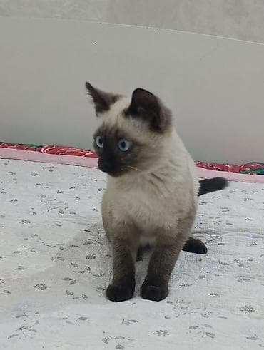 Продажа кошек: Котёнок с сиамским (колор-пойнт) окрасом - Возраст визуально: молодой — 1