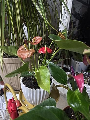 кактус гулу: Композиции из кактусов и суккулентов в горшках - Наборы мини-кактусов — 8