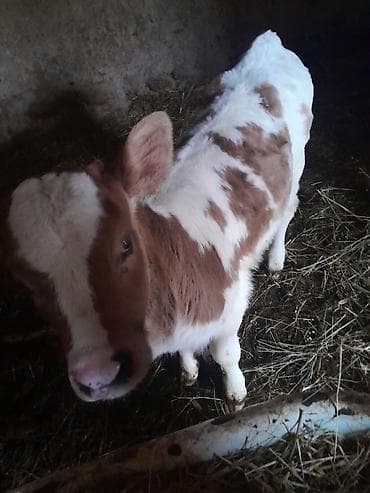 корм токмок: Сатам | Кунаажын | Голштин | Сүт алуу үчүн | Музоологондон кийин — 1