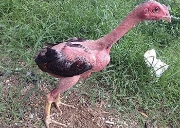 продам курей: Продаю | Петух | Бойцовая | Для разведения — 5