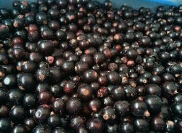 сколько стоит черная икра в кыргызстане: Замороженные фрукты, ягоды, Смородина, Шоковая, Оптом — 1