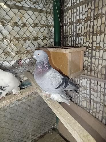 попугай ош: Меняю голубей на Кур. 6 голубей на 3 курицы — 2