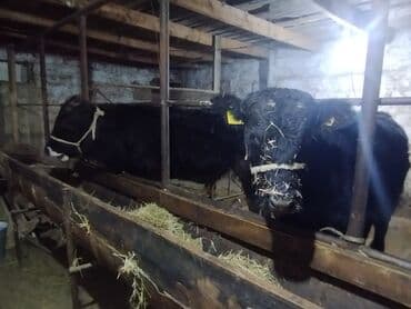 жылкы сатам: Сатам | Бука (эркек) — 2