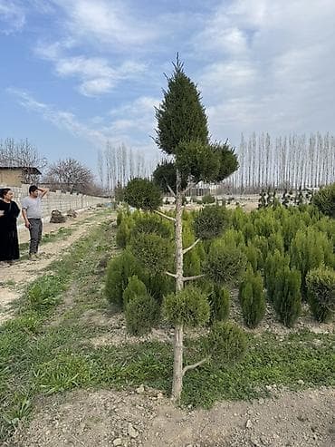 эко урны: Декоративные хвойные растения и сформированные деревья для ландшафта — 3