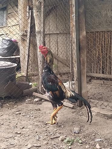 дом для собаки: Дакан петух скоро год будет — 2