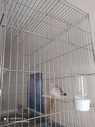 А/ч жаныбарлары үчүн тоюттар: Продаю две пары птиц. Пара бриллиантовых горлиц, они маленькие 15 см с — 4