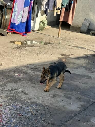 спаниель цена щенка: Немецкая овчарка, подросток (примерно 5–8 месяцев). Окрас — 4