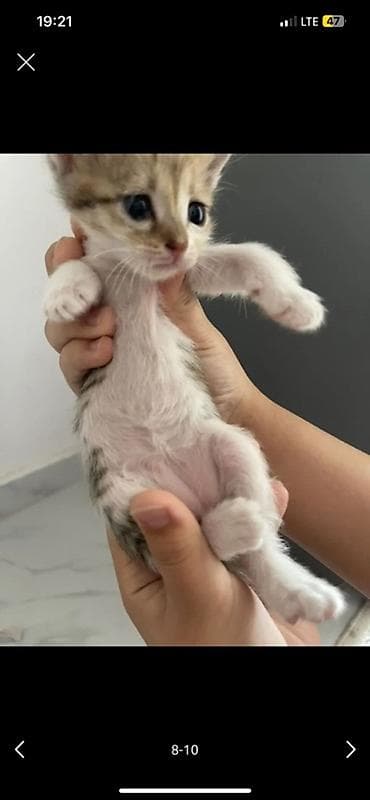 кошка тайская: Котята, помёт разного окраса: - тигровые (серо-коричневый табби с — 2