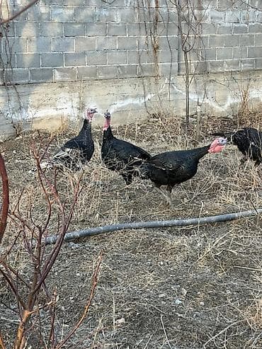 Собаки: Продаю | Индюк (самец) | Для разведения — 5