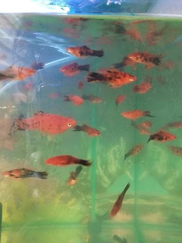 Балыктар: Срочно продаю рыбок и аквариум с комплектом — 4