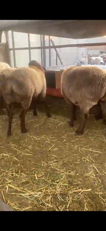 хомяк в бишкеке: Продаю | Овца (самка) | Арашан | Для разведения — 5