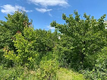 вишн: 4 соток, Для сельского хозяйства — 4