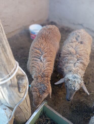 Продаю | Овца (самка) | Для разведения | Ярка at lalafo.kg Продаю | Овца (самка) | Для разведения | Ярка