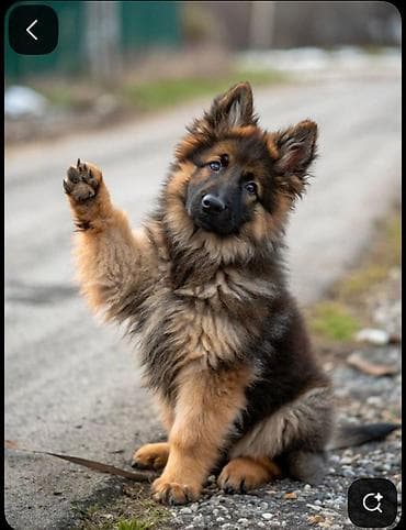 Ветеринарная служба 24/7 🐱🐶 Когда лечение больше не помогает, самое