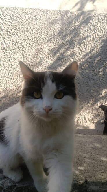 показы 1 354 72 договорная кошка даром британская короткошёрстная 1 год мальчик метис 2 позвонить написать: Кошка даром: Лесная, 5 месяцев, Девочка, Приучена к лотку, Проглистована — 1