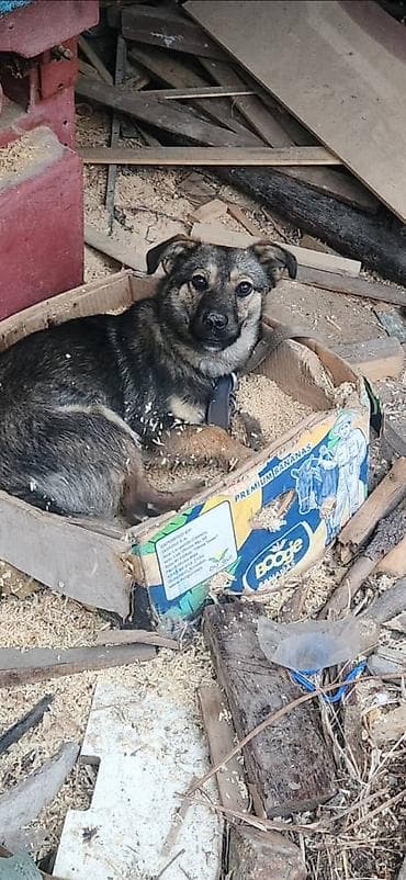 алабай отдам: Отдам даром собаку. щенок 6 месяцев девочка. очень энергичная — 1