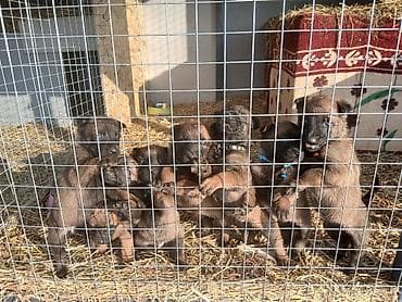 малинуа собака: Предлагаются к бронированию щенки Белгийской овчарки Малинуа.Щенков 9 — 10