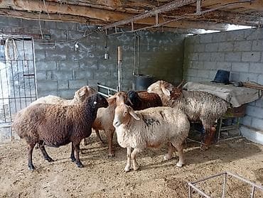 барана стрижка: Продаю | Овца (самка) | Полукровка | Для разведения | Матка — 5