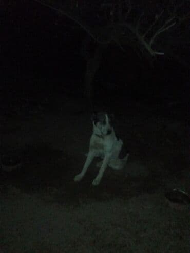 бультерьер щенок купить: 1 год, Самец, С прививкой — 2