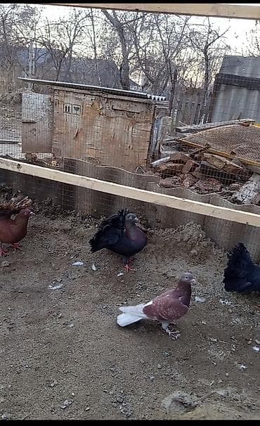 голубей бишкек: Павлины-голуби (декоративные) цена за пару 2500 тыс сом обращаться по — 2