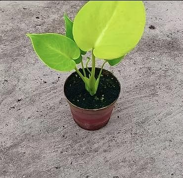 монстера халф мун: Монстера декоративная (разные редкие формы) 1. Монстера «лайм» редкая — 3