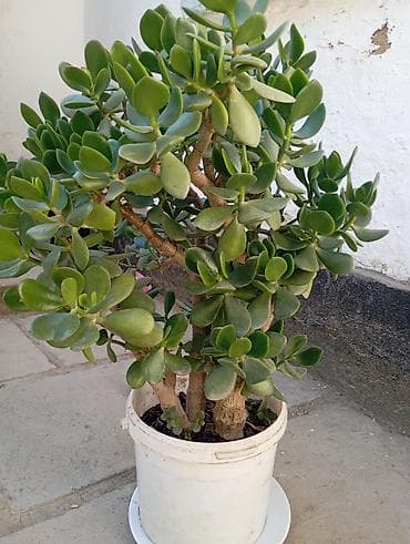 Толстянка (денежное дерево) в большом горшке. - Сорт: Crassula ovata — 1