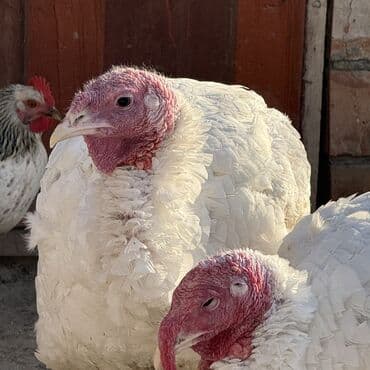 наполнители для кошек: Продаю | Индюшка (самка) | Бройлерная | На забой | Племенные — 9