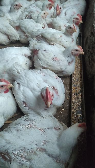 курица продаю: Продаю | Куры | Бройлерная | На забой — 2