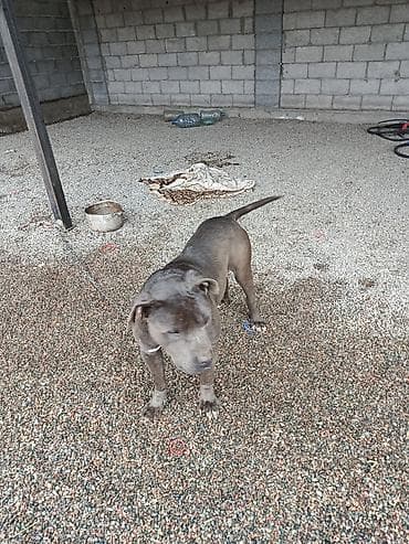 собаки стаф: Питбуль, 11 месяцев, Самец — 3