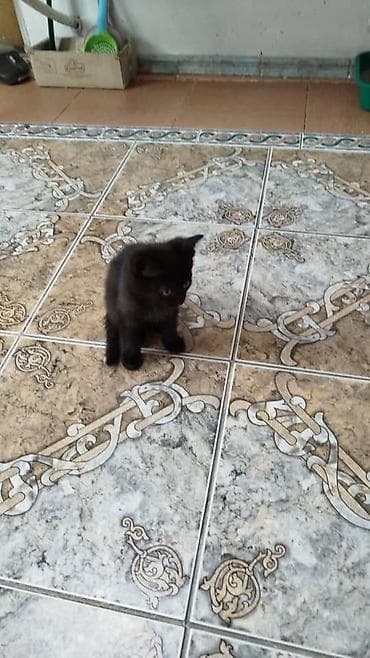 котята маленькие: Чёрные котята домашних пород - Окрас: полностью чёрный, короткая — 2
