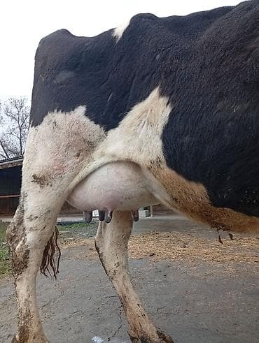 купить карову: Продаю | Корова (самка), Музоо, торпок | Для разведения, Для молока | После отела — 4