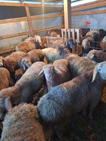 кангал сколько стоит: Продаю | Ягненок, Баран (самец) | Эдильбаевская, Арашан | На забой, Для разведения | Племенные — 7