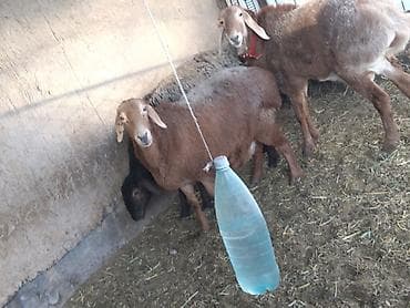 Башка жаныбарлар: Сатам | Ургаачы кой (ургаачы) | Эдильбай | Көбөйтүү үчүн | Ургаачы — 1