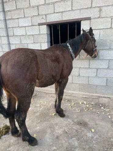 продаю охотничий собаку курцхар: Сатам | Тай | Аргын | Көбөйтүү үчүн — 6