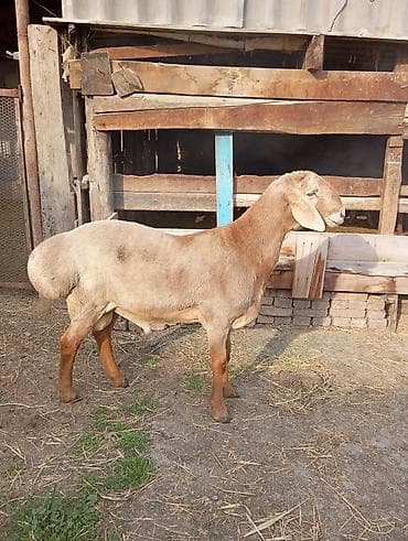 породистый баран: Продаю | Баран (самец) | Гиссарская, Арашан | На забой, Для разведения | Племенные, Осеменитель — 5