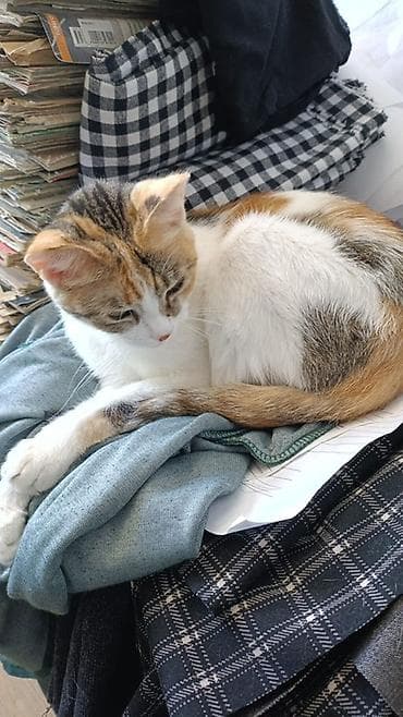 Одеяла и пледы: Плед, Все сезоны — 2