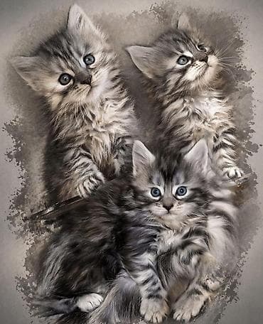 Породистые котята мейн-кун, окрас серебристый табби (серый с чёрными at lalafo.kg Породистые котята мейн-кун, окрас серебристый табби (серый с чёрными