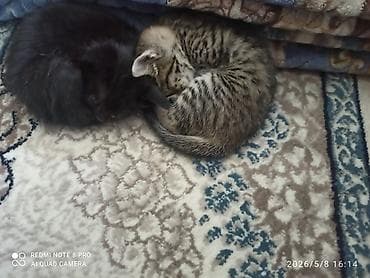 Үй жаныбарлары: Котята, помёт из нескольких малышей: - Окрас: чёрный, чёрно‑белый (с — 1
